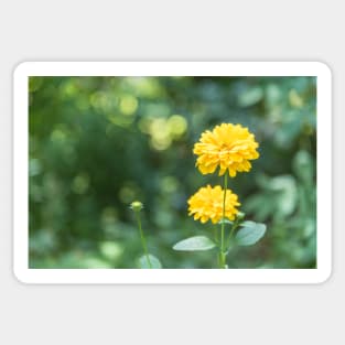 Happy Yellow Dahlia and Sparkling Sunshine Sticker